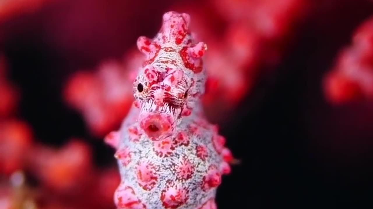 "The Tiny Marvels of the Sea: Exploring the Enchanting World of Pigmy Seahorses"