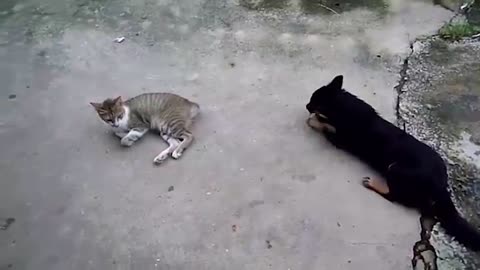 Funny Cat and Dog fighting