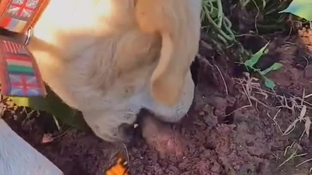 The dog has worms.