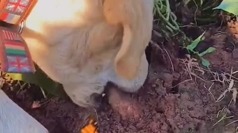 The dog has worms.