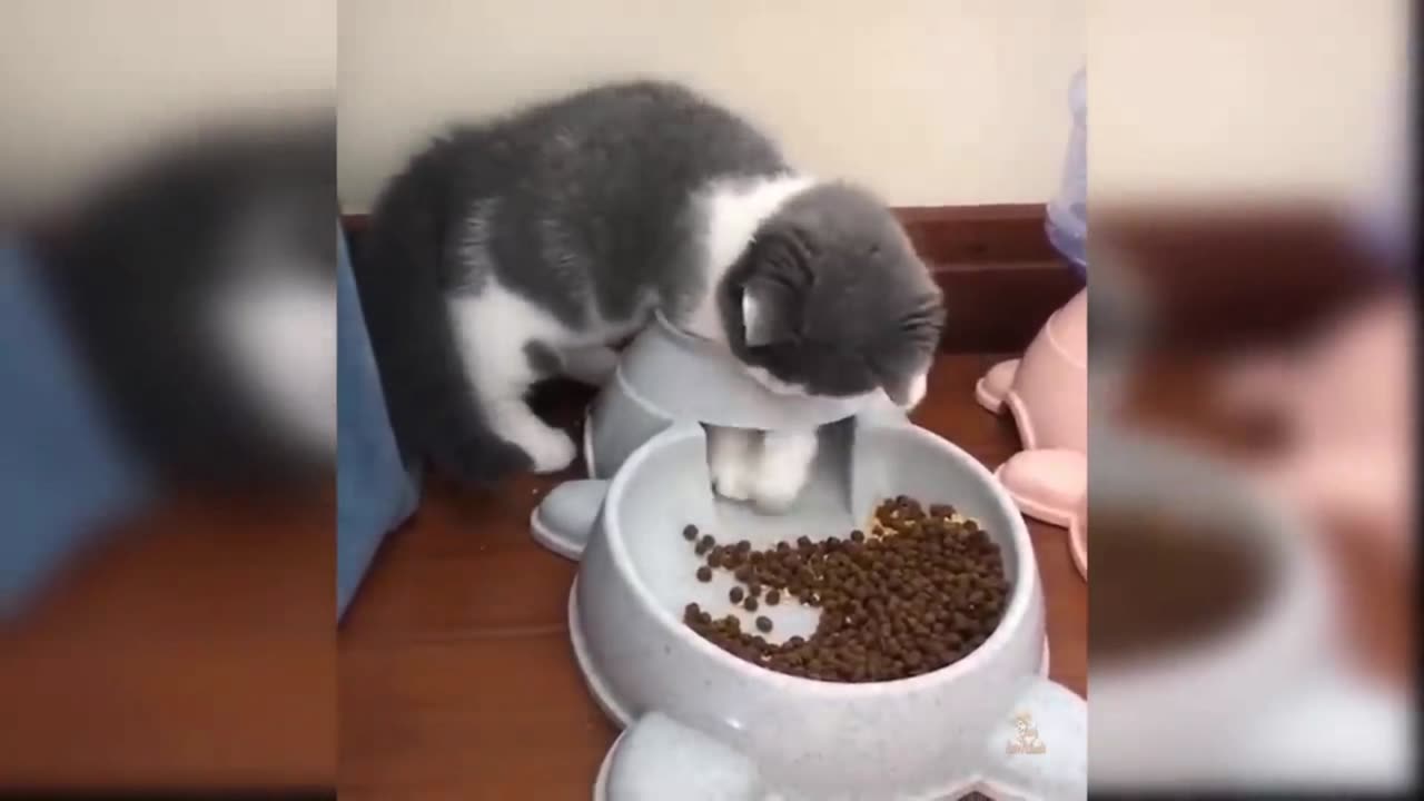 Cat What Doing