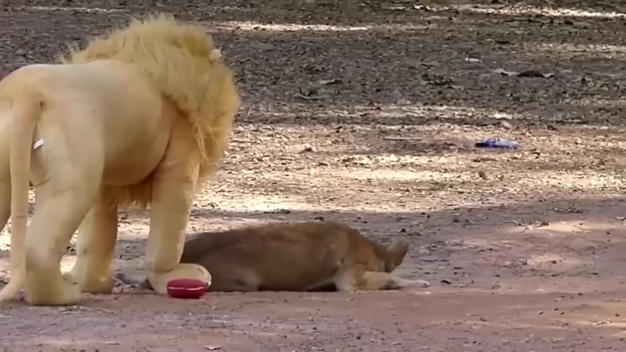 funny animal vidéos