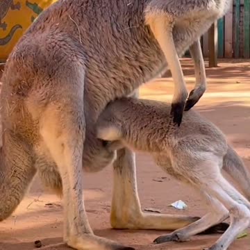 Funny animals baby kangaroo