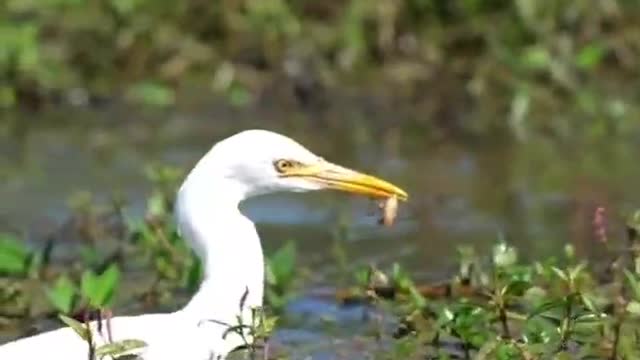 You guys get along pretty well. You play with your water and he eats his fish and flies on your back