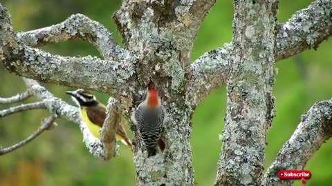 Beautiful brids stock footage royalty