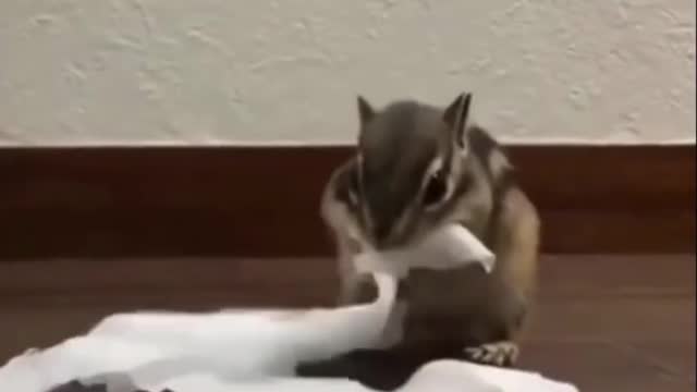 Funny Animals Video Just For Laugh