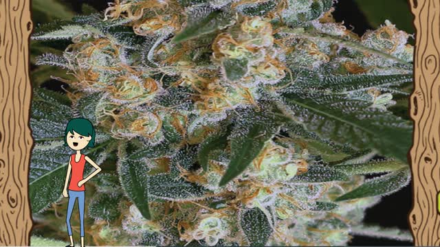 Lemon Candy - Exotic Seed