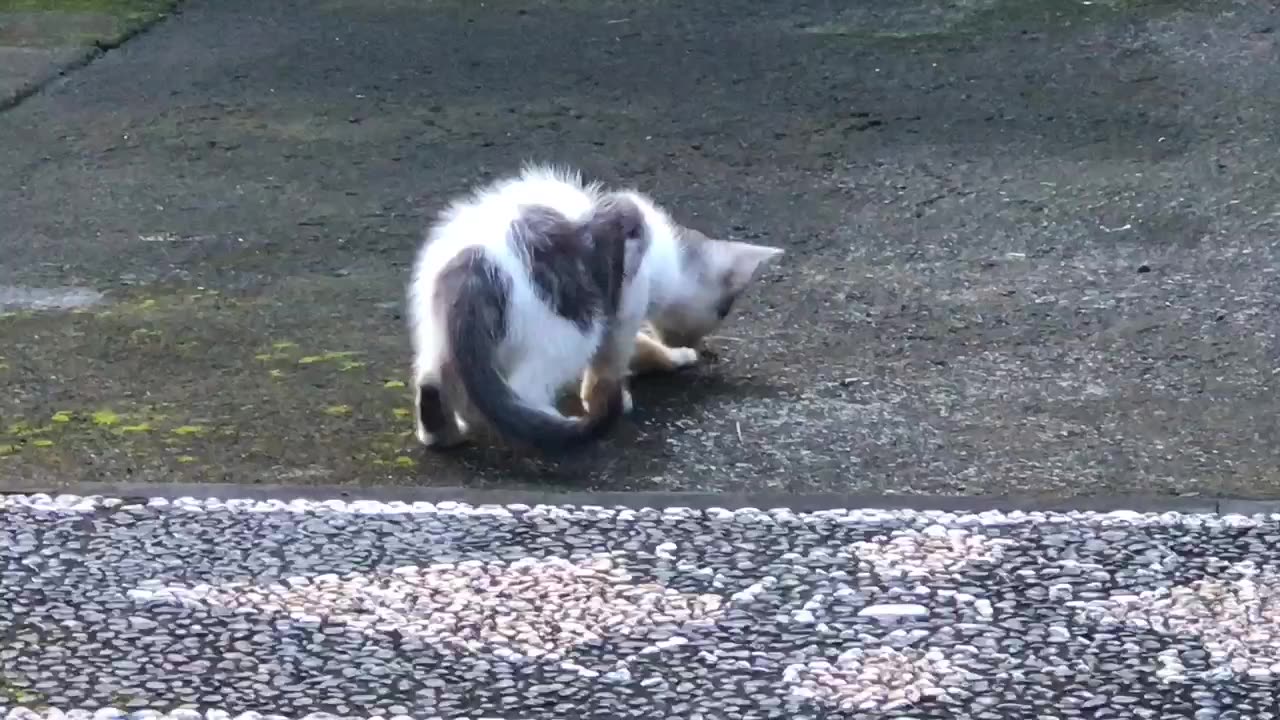 Funny cat with wasp