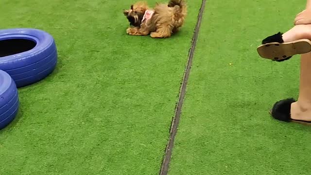 Shihtzu play time