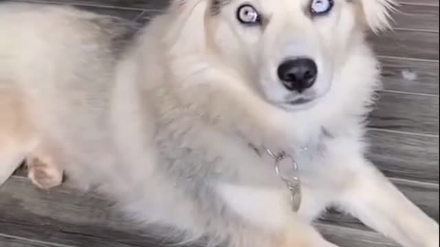 Guys how adorable is