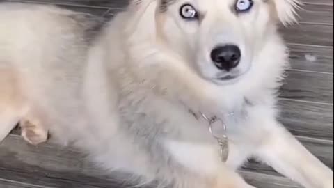 Guys how adorable is