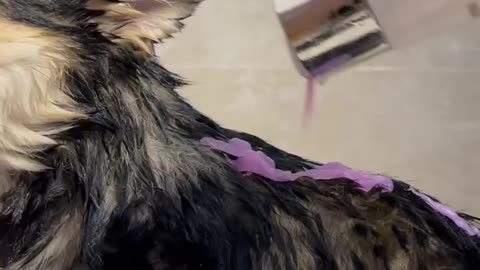 Puppy Immersive Renovation
