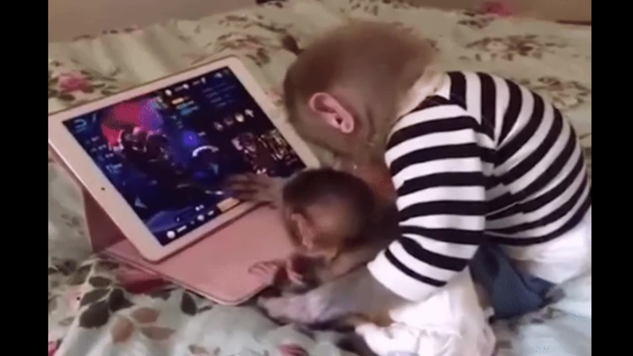 Funniest monkey videos. Cute and funny monkeys