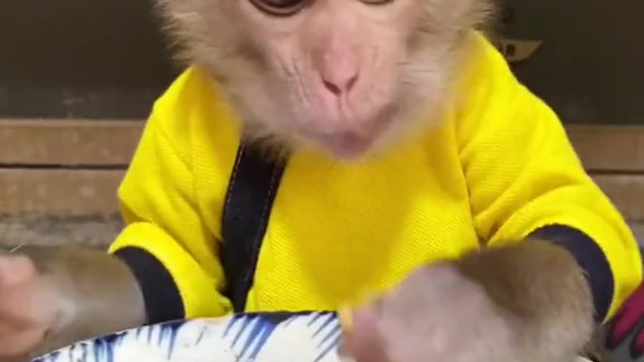 Cute and funny monkey video eating something.