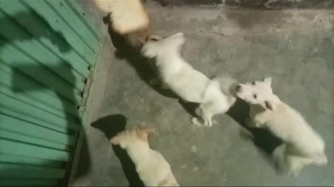 Cute Dogs Sleeping