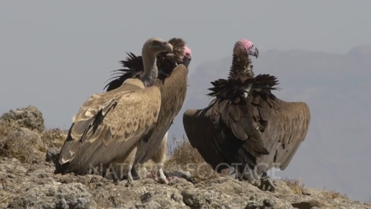 Rüppells vultures and griffon vulture flying up, slow motion !!