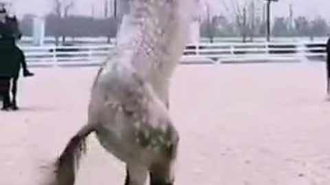 Ascent on the Matrix style horse