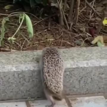 The family of the hedgehog