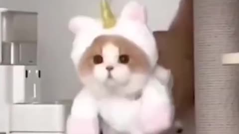 Funny Cat