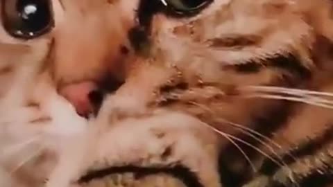 A Sad Cat crying 😿 _ short video