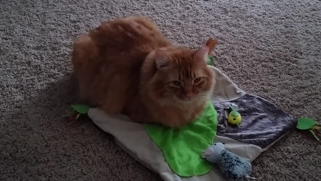 Mango Chills On His Toy Blanket