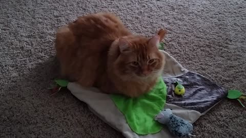 Mango Chills On His Toy Blanket