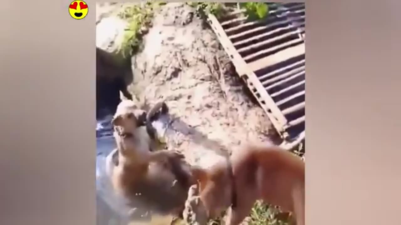 Random funny videos / try not to laugh compilation _ cute people and animals