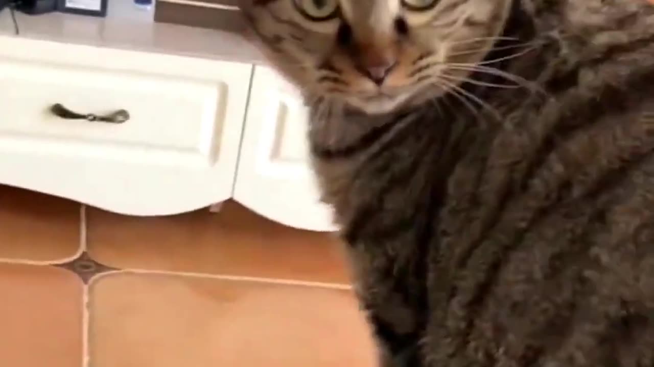 funny pussy cat