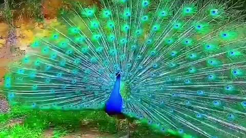 Peacock screaming