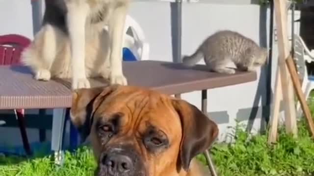 Funny animal videos