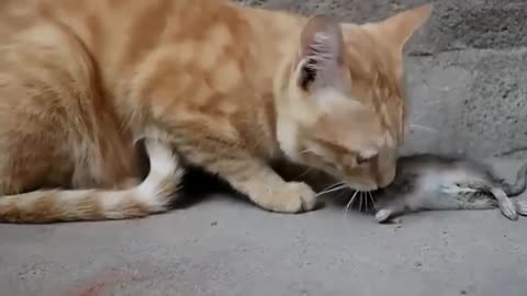 kitten eating mouse