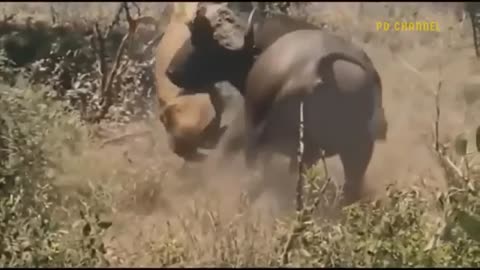 Shocking moment when painful lions