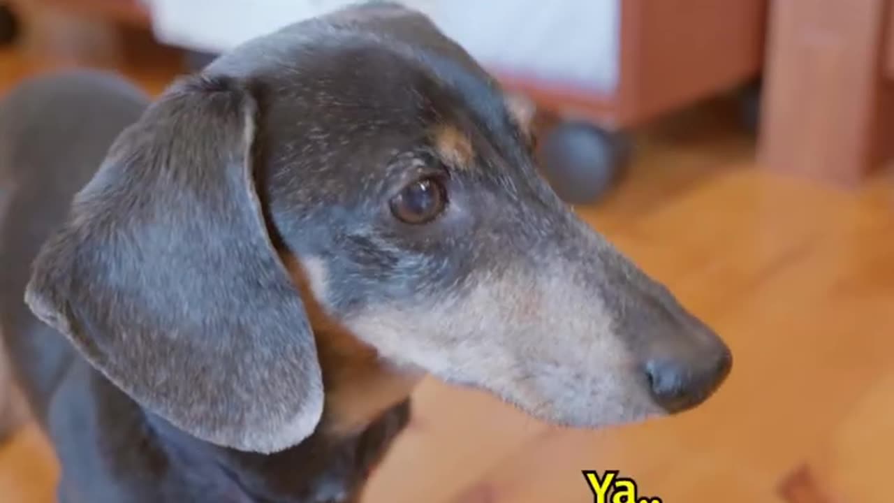 Dog plays fetch with himself 🤣🐕