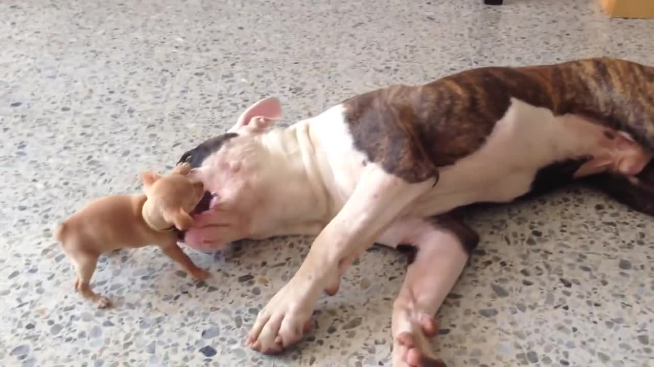 Tiny puppy adorably teases sleepy American bulldog