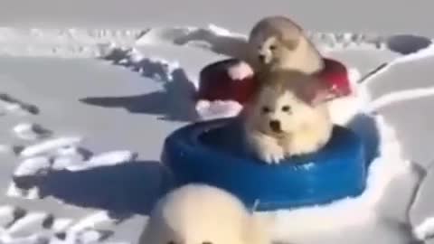 Cute Dogs on Winter Ski