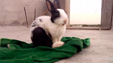 A rabbit eating over a green dump cloth