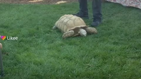 Cute turtle at epic party #reviews