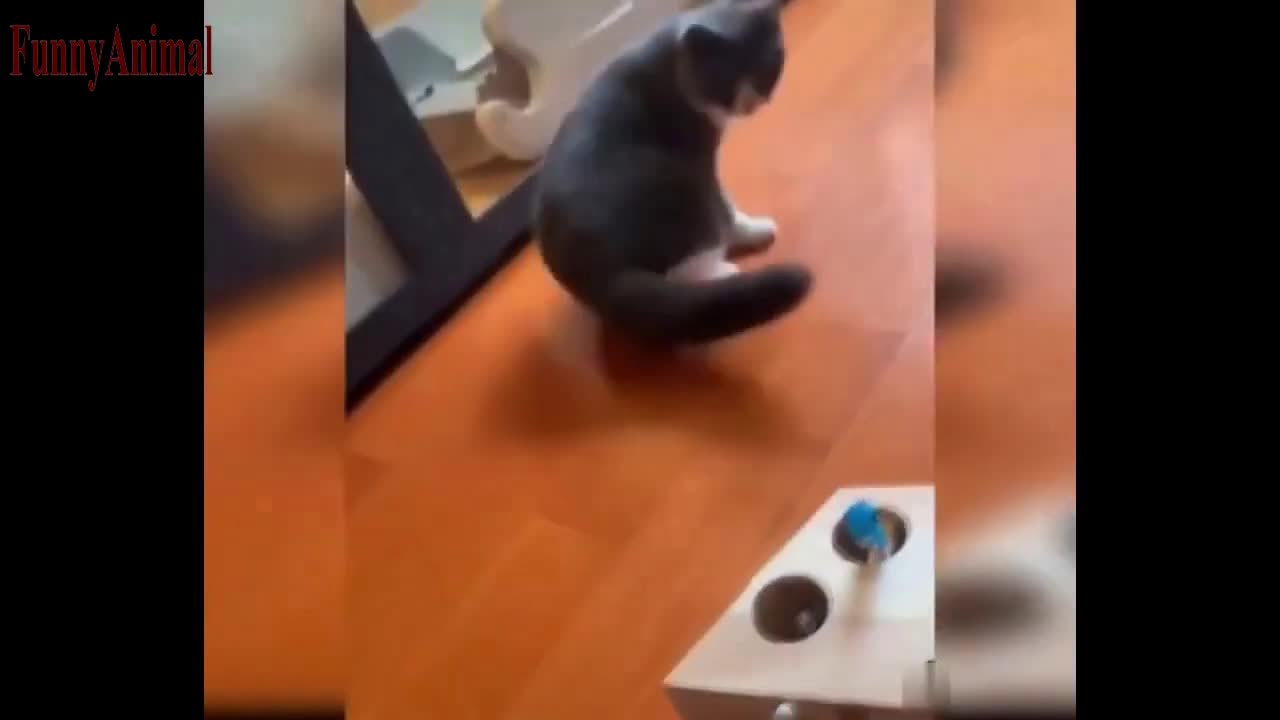 The Best FUNNY CATS Videos - Funny Animal