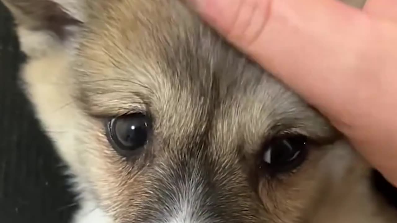 Boy saves the little pup from dumpster and gives him a forever home ❤️