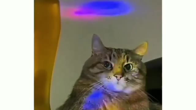 clubbing cat