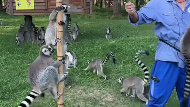 lemurs