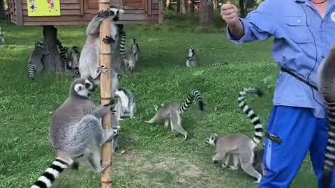 lemurs