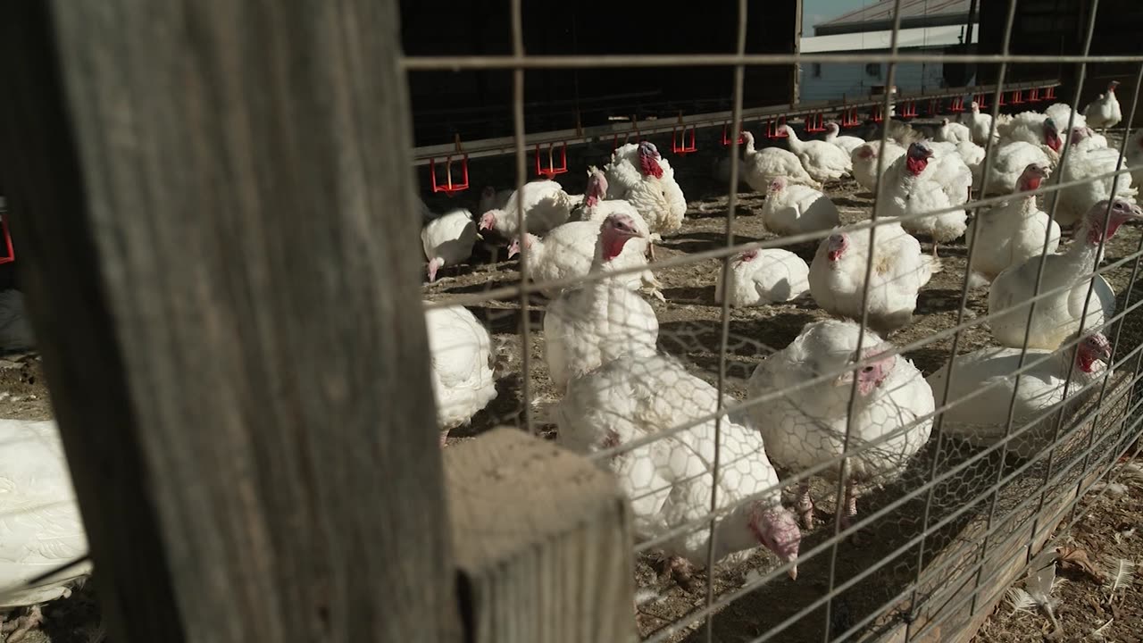 Rising bird flu cases are cause for concern, health officials say