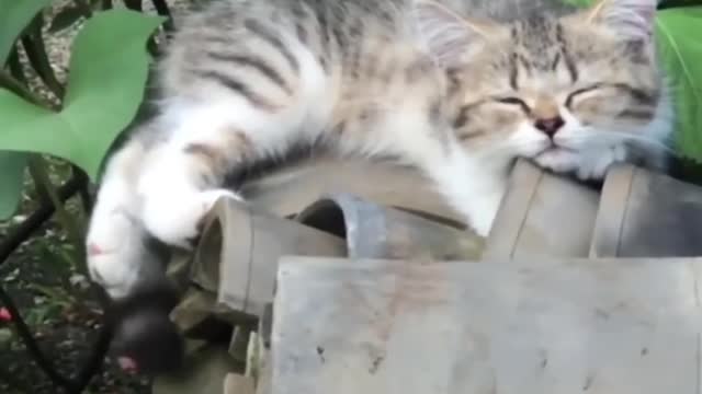 Best Cute Cats😹Funny Fail ops Moments Viral Clips #shorts Video😂 #trending #animals #funny #reels