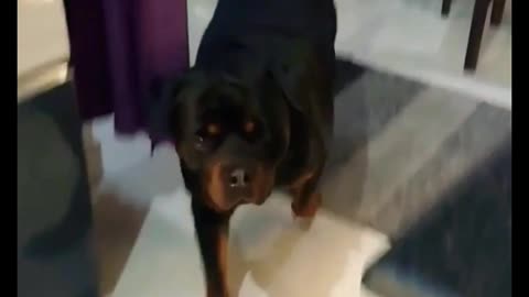 Rottweiler Love For Bread