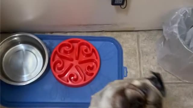 Pug Named Pumba Loves Dinner Time