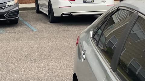 Gator Seems to Respond to Sound of Car Engine