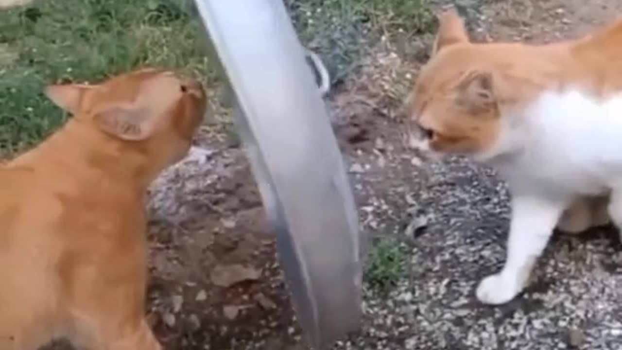 Funny cats video