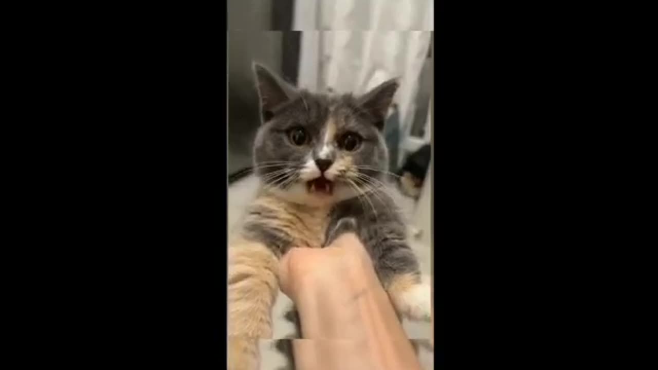 top cute Funny animal videos 🤣 - Funny cats/dogs