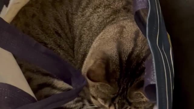 Cute Cats Playing in a Bag #8
